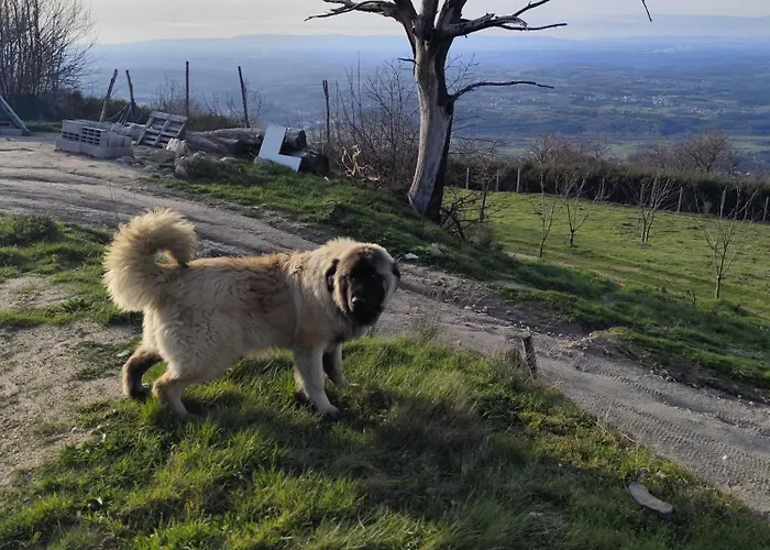 Casinhas Da Aldeia-casa Da Xiquita